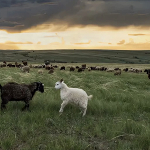 男人和女人真曰批
